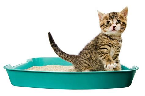 Can an outside cat learn to use a litter box?