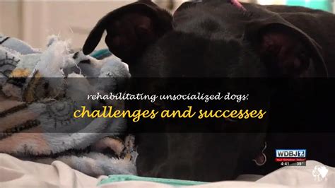 Can an unsocialized dog be rehabilitated?