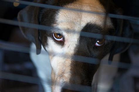 Can animals be mentally traumatized?