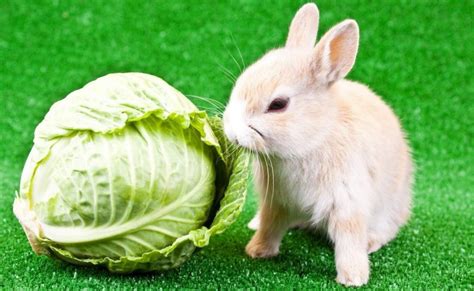 Can animals eat cabbage?