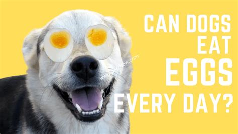 Can animals eat hard-boiled eggs?