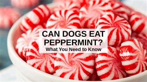 Can animals eat peppermint?