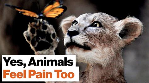 Can animals feel pain?