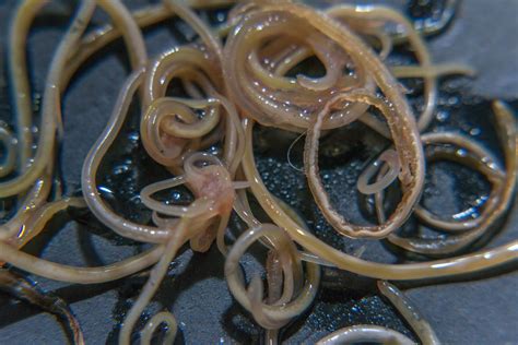 Can animals get worms from sharing water?