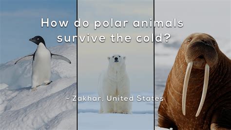 Can animals survive freezing?