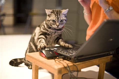 Can animals use computer?
