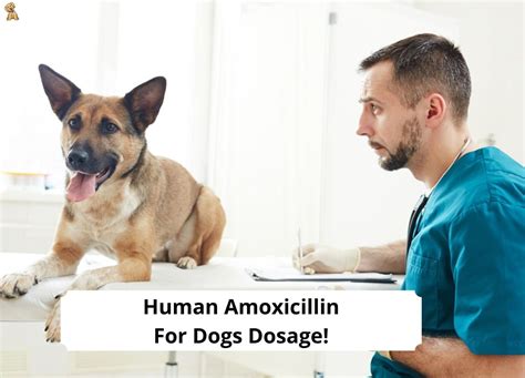 Can animals use human amoxicillin?