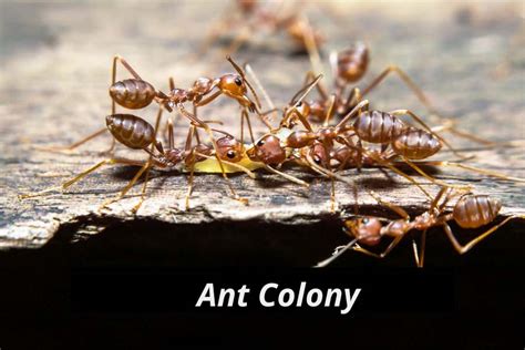 Can ants betray their colony?