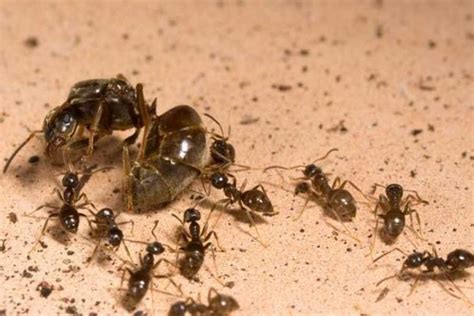 Can ants die of stress?