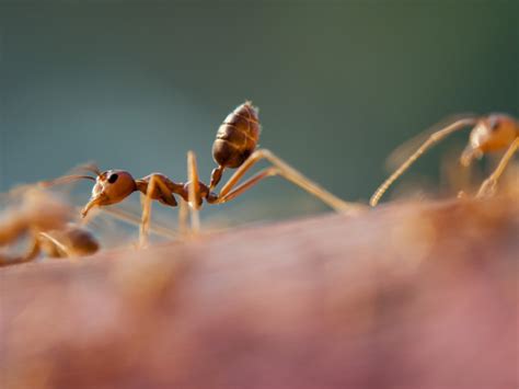 Can ants feel hurt?