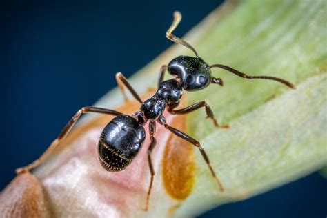 Can ants feel lonely?