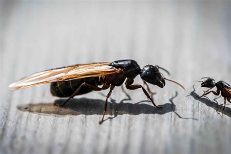 Can ants fly?