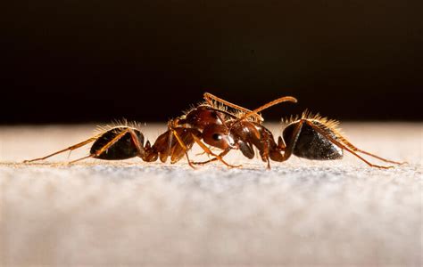 Can ants get angry?