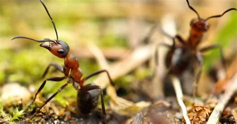 Can ants heal?