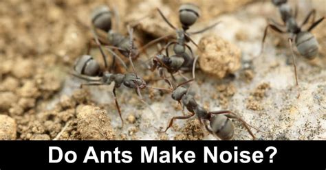 Can ants hear human voice?