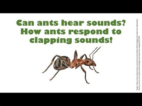 Can ants hear humans talk?