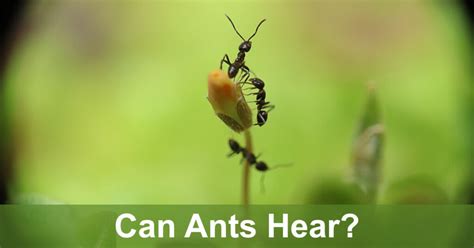 Can ants hear us?