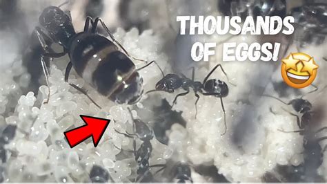 Can ants lay eggs in your ear?