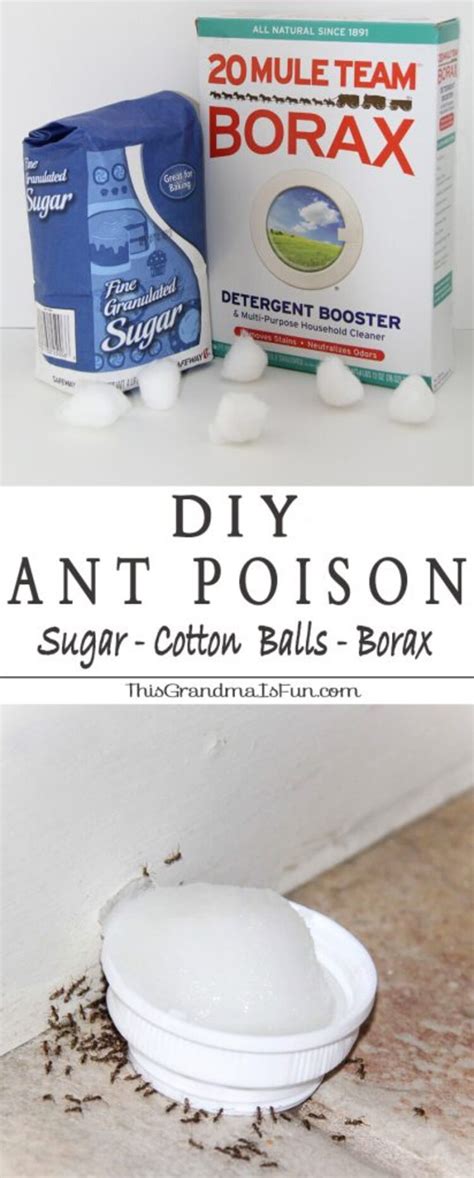 Can ants learn to avoid borax?