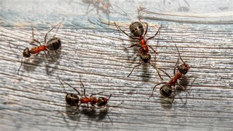 Can ants make you feel sick?