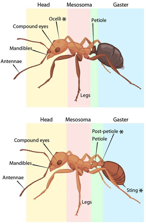 Can ants move a human body?