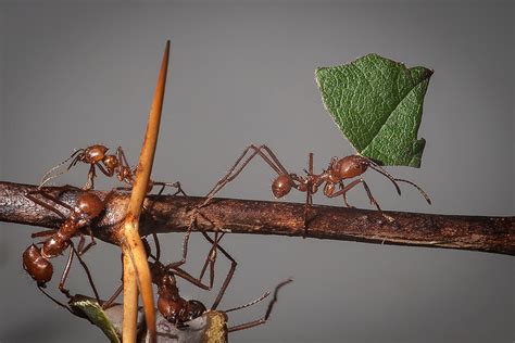 Can ants remember humans?