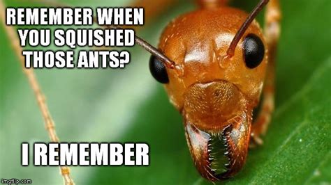 Can ants remember things?