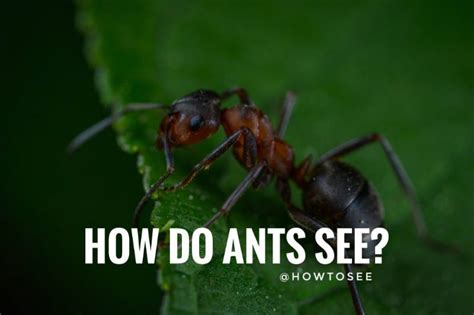 Can ants see in 3D?