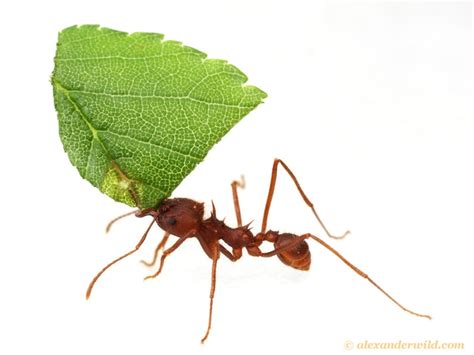 Can ants survive being cut?