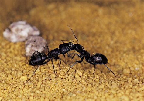 Can ants survive without a queen?