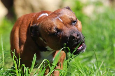Can anxiety cause dogs to eat grass?