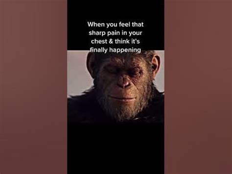 Can apes feel pain?