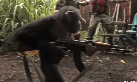 Can apes use guns?