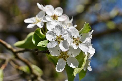 Can apple blossoms be white?