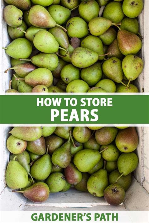 Can apples be stored with pears?