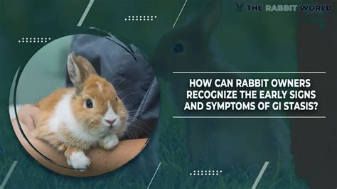 Can apples cause GI stasis in rabbits?