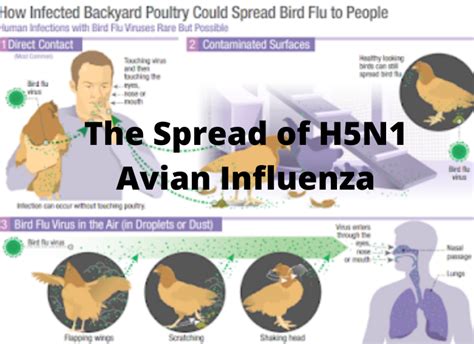 Can avian flu spread to humans?