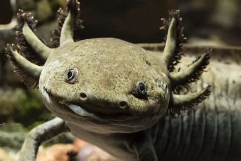 Can axolotls count to 3?