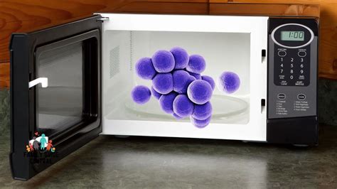 Can bacteria be killed in microwave?