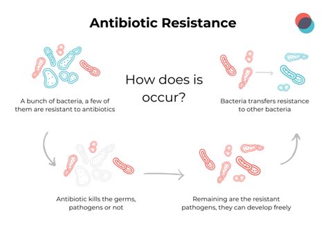 Can bacteria come back after antibiotics?