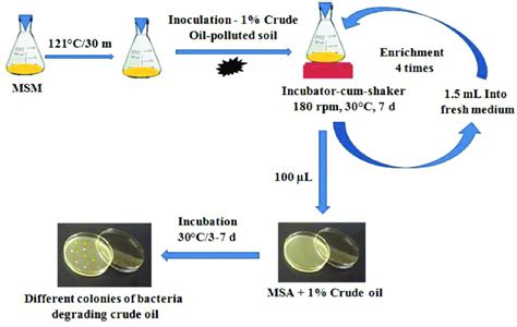 Can bacteria degrade oil?