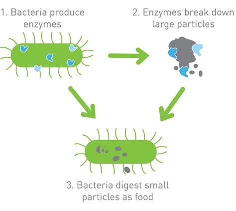 Can bacteria eat vinegar?