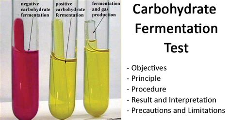 Can bacteria ferment sugar?