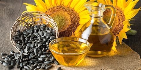 Can bacteria grow in sunflower oil?