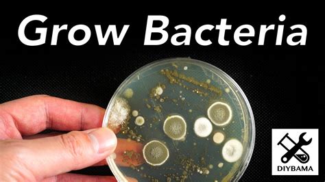 Can bacteria grow on rubber?