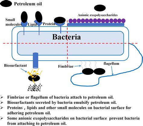 Can bacteria live in engine oil?