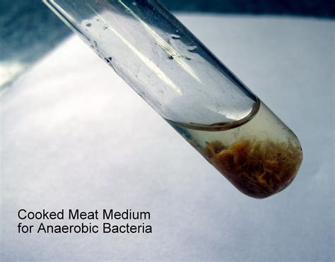 Can bacteria live on cooked meat?