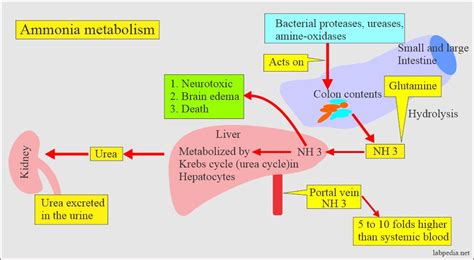 Can bacteria metabolize ammonia?