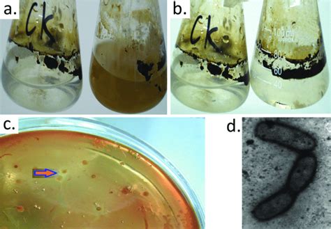 Can bacteria produce crude oil?