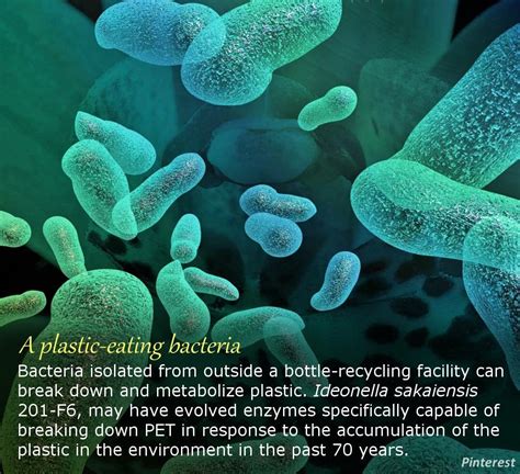 Can bacteria soak into plastic?